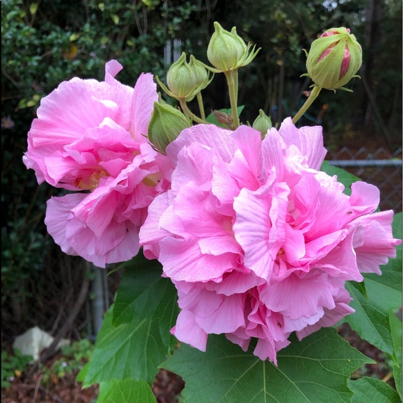 Meet your Posher, Brenda - Picture 1 of 1